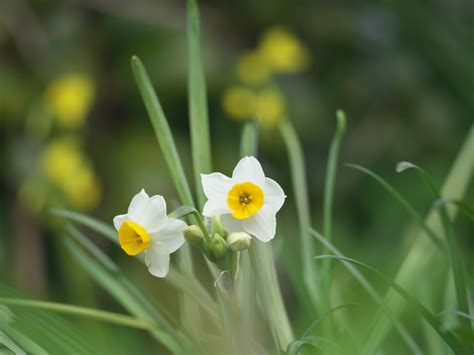 水仙 花|水仙(スイセン)とは？花の特徴・花言葉・育て方を紹。